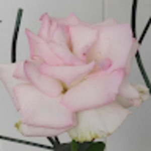 Meet your Posher, Alistair